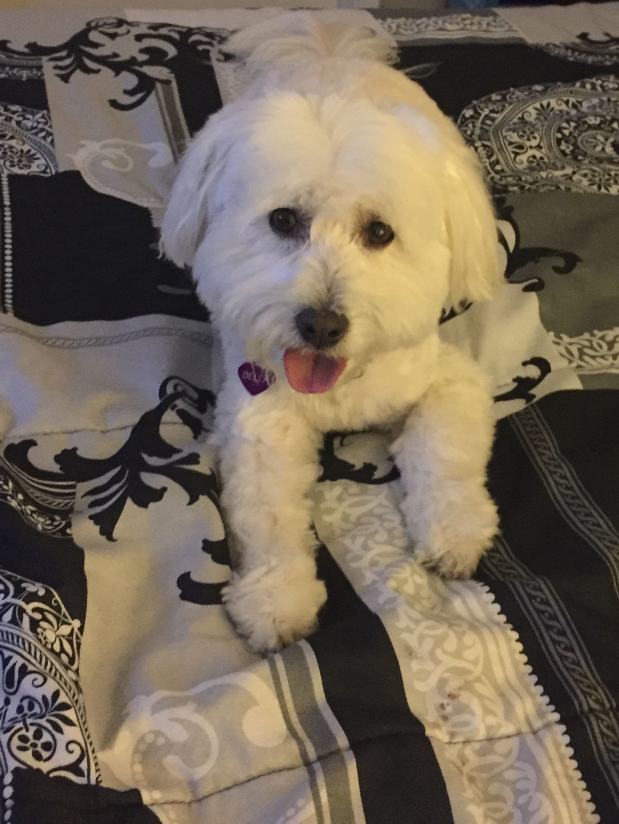 Pic of the Litter: Bella